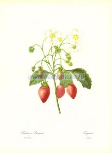 23 Земляника (фр. Fraisier, лат. Fragaria).jpg