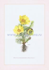 057 Адонис (горицвет) весенний (черногорка, стародубка).jpg