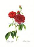 Галльская (французская) роза, роза Епископ.jpg
