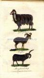 1 Ангорская коза, муфлон, многорогая овца.jpg