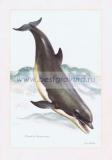 079 Большой дельфин.jpg