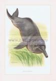 075 Амазонский дельфин, или белый речной дельфин.jpg