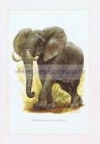 130 Африканский (саванный) слон.jpg