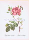 Столистная английская красная роза.