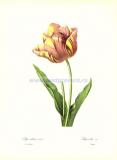 9 Тюльпан (фр. Tulipe cultivee (Variete)).