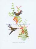023 Белохвостый колибри.jpg