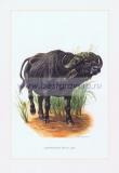 170 Кафрский (африканский) буйвол.jpg