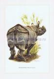 141 Индийский носорог.jpg