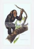 039 Обыкновенный шимпанзе.jpg