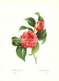 13 Камелия японская (фр. Camellia panache).