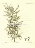 45 Груша иволистная (Pyrus Salicifolia).jpg