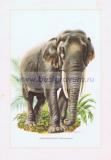 131 Азиатский (индийский) слон.jpg