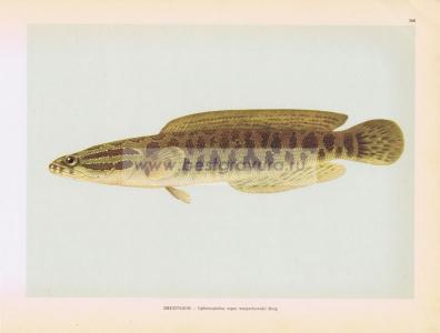 Фотография 0168.jpg