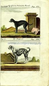 20 Малые датские собаки.jpg