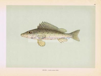 Фотография 0178.jpg