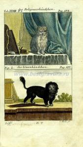 19 Болонка и львиная собачка.jpg