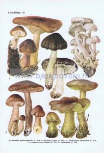 Фотография 0234.jpg