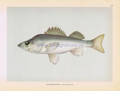 Фотография 0175.jpg