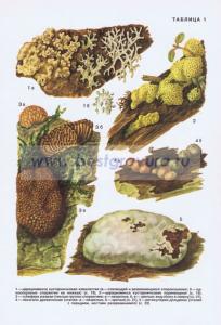 Фотография 0201.jpg