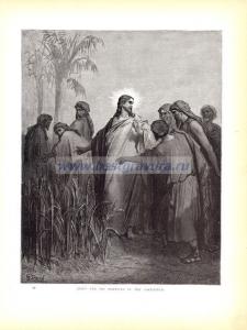 Иисус и апостолы на кукурузных полях.