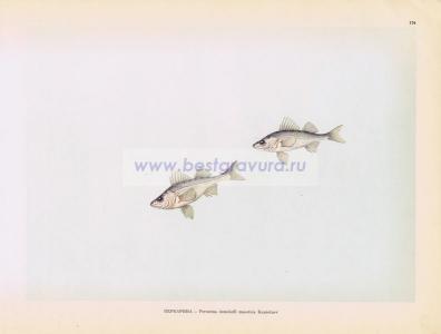 Фотография 0176.jpg