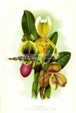 6 Башмачки из семейства Орхидные.jpg