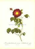 5 Галльская роза Махека (лат. Rosa Gallica Maheka)