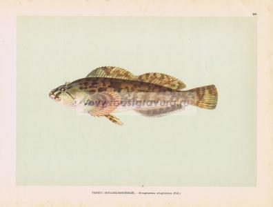 Фотография 0205.jpg