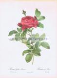 Роза французская (галльская, понтийская).