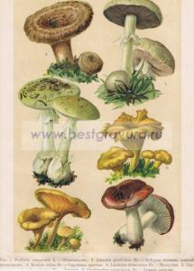 Фотография 0085.jpg