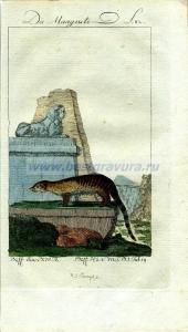 48 Самка мангуста.jpg