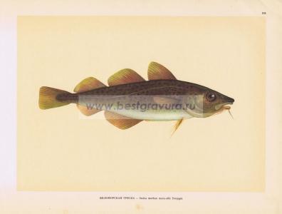 Фотография 0153.jpg