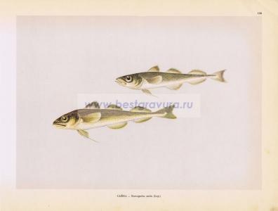 Фотография 0158.jpg