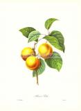 6 Абрикос обыкновенный (фр. Apricot Peche).