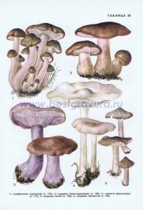 Фотография 0235.jpg