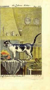 22 Любопытная кошка.jpg