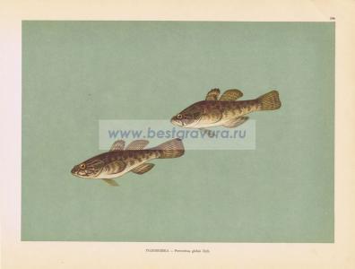 Фотография 0196.jpg