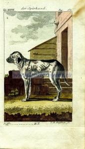 14 Собака ищейка.jpg