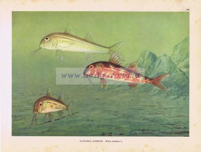 Фотография 0185.jpg