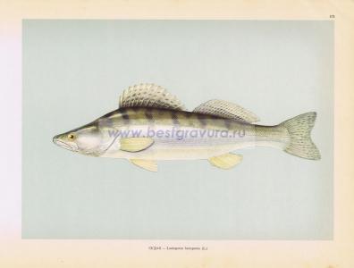 Фотография 0171.jpg