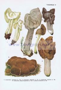 Фотография 0209.jpg