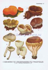 Фотография 0211.jpg