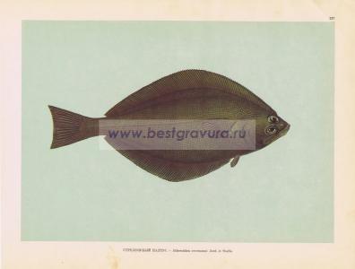 Фотография 0217.jpg