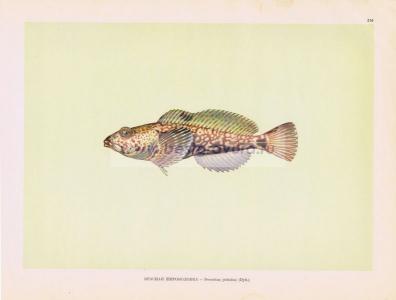 Фотография 0210.jpg