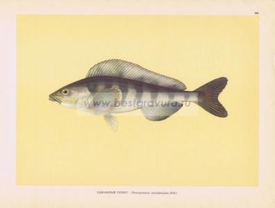 Фотография 0206.jpg