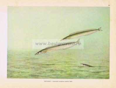 Фотография 0191.jpg