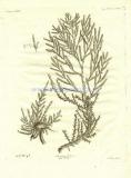 31 Солерос лиственный (Salicornia Foliata).jpg