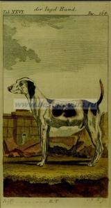 13 Охотничья собака.jpg