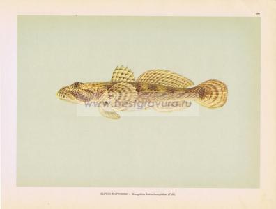 Фотография 0199.jpg