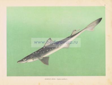 Фотография 0005.jpg